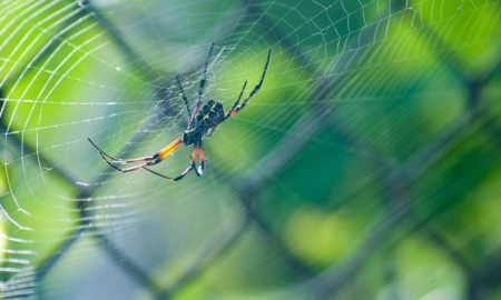 Keeping Spiders Away: Easy Tips for a Bug-Free Home